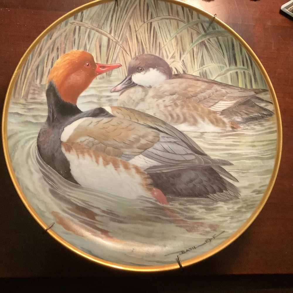 Vintage Red-Crested Pochard Collector Plate